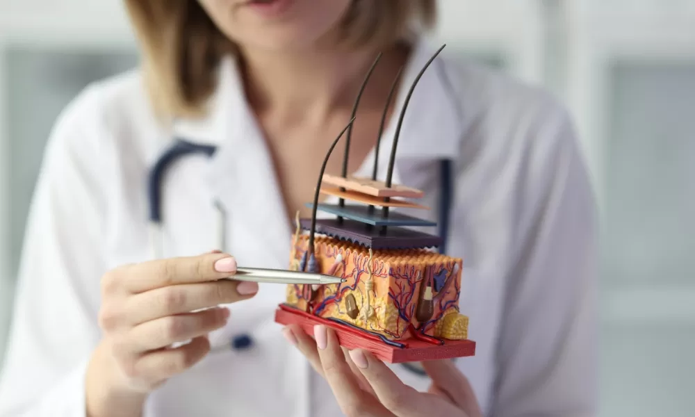 Médica mostrando modelo 3D em corte de como é um folículo capilar